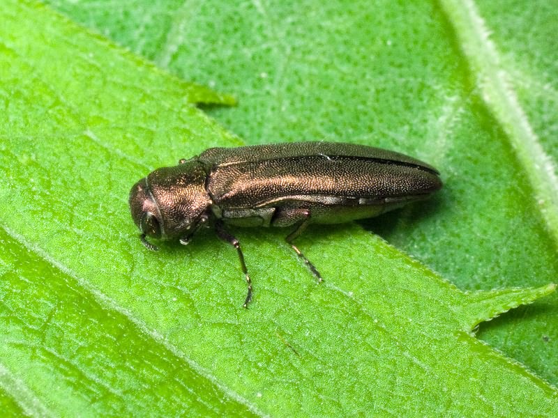 Agrilus zigzag Marseul, 1866